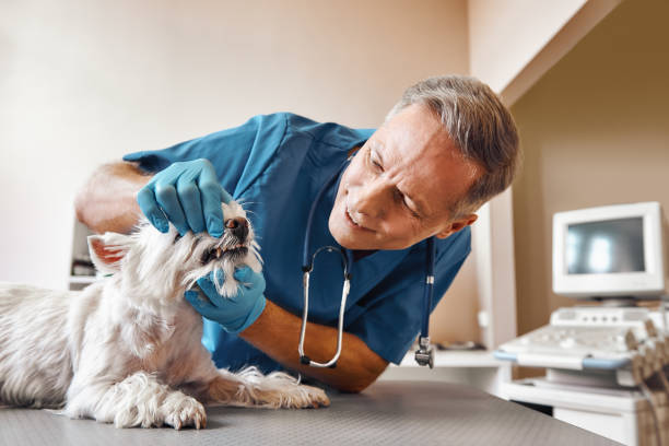 Best Emergency X-Rays and Diagnostics in Sumner, WA